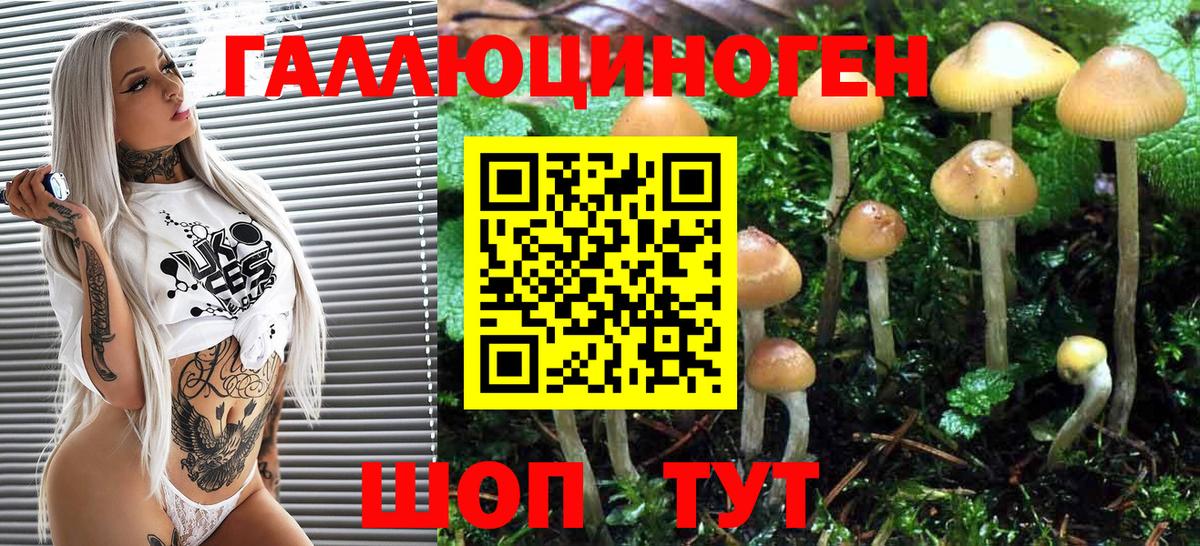Псилоцибиновые грибы Cubensis Курганинск