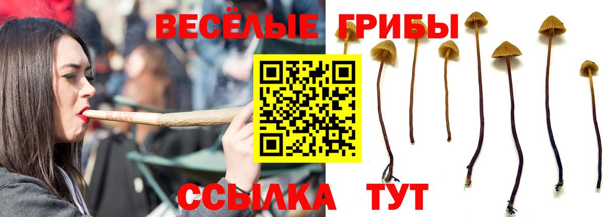 Курганинск  Галлюциногенные грибы MAGIC MUSHROOMS  Вход с VPN 